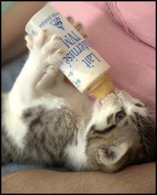 chaton 
