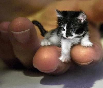 minuscule non 