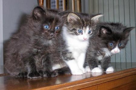 CHAT