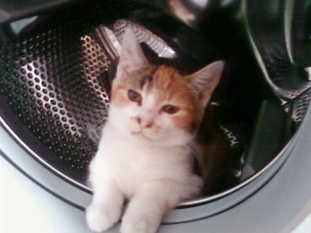 coucou fifi