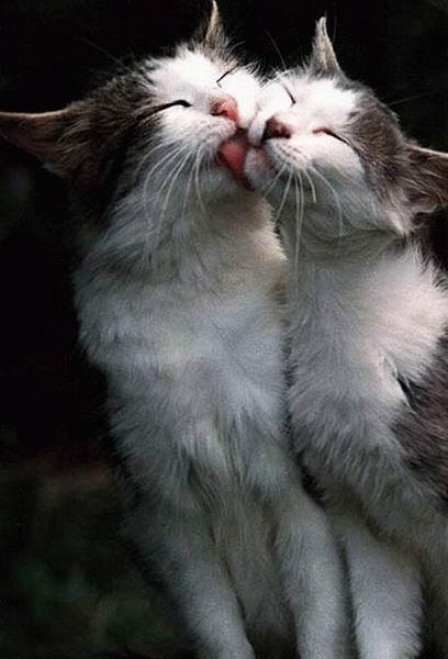 coucou les chat 