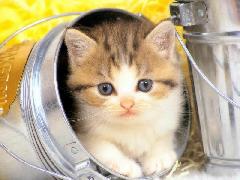 CHAT