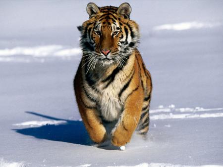 tigre 