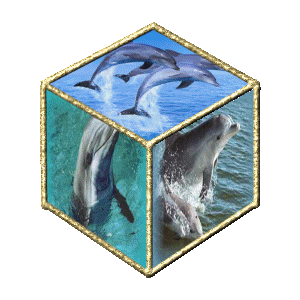 les dauphin
