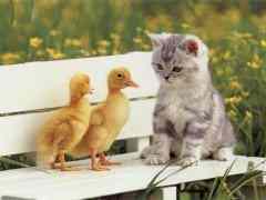 COUCOU LE CATON ET LES POUSSIN 