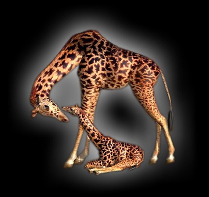 les girafe 