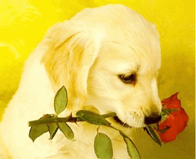 coucou pti chien 