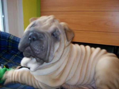 beau chien 