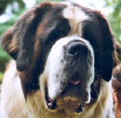 saint bernard