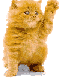 un pti chatton