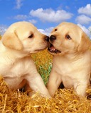 deux chien 